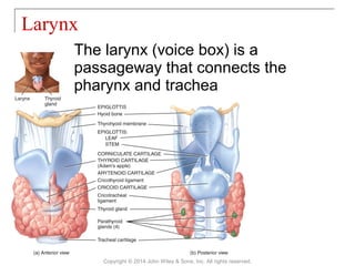 The larynx (voice box) is a
passageway that connects the
pharynx and trachea
Larynx
Copyright © 2014 John Wiley & Sons, Inc. All rights reserved.
 