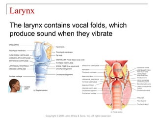 The larynx contains vocal folds, which
produce sound when they vibrate
Larynx
Copyright © 2014 John Wiley & Sons, Inc. All rights reserved.
 