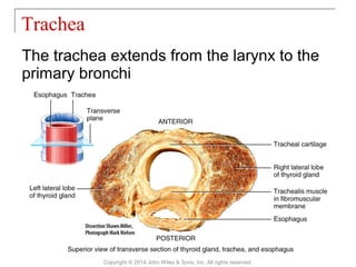 The trachea extends from the larynx to the
primary bronchi
Trachea
Copyright © 2014 John Wiley & Sons, Inc. All rights reserved.
 