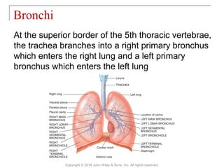 At the superior border of the 5th thoracic vertebrae,
the trachea branches into a right primary bronchus
which enters the right lung and a left primary
bronchus which enters the left lung
Bronchi
Copyright © 2014 John Wiley & Sons, Inc. All rights reserved.
 