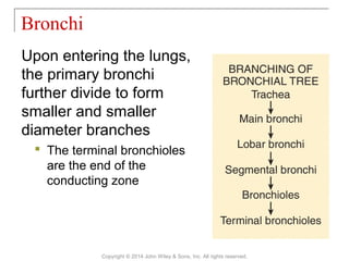 Upon entering the lungs,
the primary bronchi
further divide to form
smaller and smaller
diameter branches
 The terminal bronchioles
are the end of the
conducting zone
Bronchi
Copyright © 2014 John Wiley & Sons, Inc. All rights reserved.
 