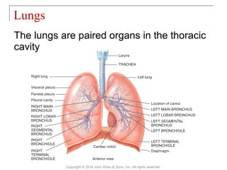 The lungs are paired organs in the thoracic
cavity
Lungs
Copyright © 2014 John Wiley & Sons, Inc. All rights reserved.
 