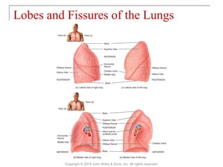 Lobes and Fissures of the Lungs
Copyright © 2014 John Wiley & Sons, Inc. All rights reserved.
 