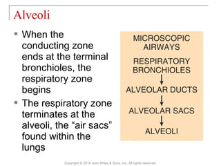  When the
conducting zone
ends at the terminal
bronchioles, the
respiratory zone
begins
 The respiratory zone
terminates at the
alveoli, the “air sacs”
found within the
lungs
Alveoli
Copyright © 2014 John Wiley & Sons, Inc. All rights reserved.
 