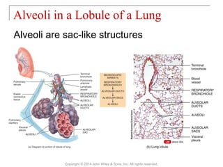 Alveoli are sac-like structures
Alveoli in a Lobule of a Lung
Copyright © 2014 John Wiley & Sons, Inc. All rights reserved.
 