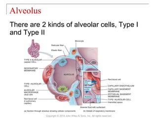 There are 2 kinds of alveolar cells, Type I
and Type II
Alveolus
Copyright © 2014 John Wiley & Sons, Inc. All rights reserved.
 