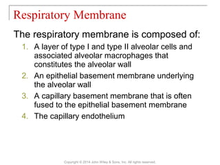 The respiratory membrane is composed of:
1. A layer of type I and type II alveolar cells and
associated alveolar macrophages that
constitutes the alveolar wall
2. An epithelial basement membrane underlying
the alveolar wall
3. A capillary basement membrane that is often
fused to the epithelial basement membrane
4. The capillary endothelium
Respiratory Membrane
Copyright © 2014 John Wiley & Sons, Inc. All rights reserved.
 