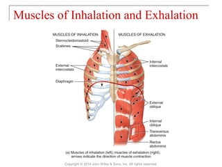 Muscles of Inhalation and Exhalation
Copyright © 2014 John Wiley & Sons, Inc. All rights reserved.
 