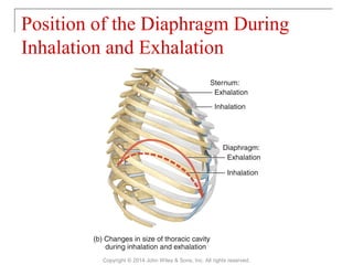 Position of the Diaphragm During
Inhalation and Exhalation
Copyright © 2014 John Wiley & Sons, Inc. All rights reserved.
 