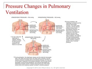 Pressure Changes in Pulmonary
Ventilation
Copyright © 2014 John Wiley & Sons, Inc. All rights reserved.
 