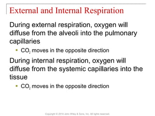 During external respiration, oxygen will
diffuse from the alveoli into the pulmonary
capillaries
 CO2 moves in the opposite direction
During internal respiration, oxygen will
diffuse from the systemic capillaries into the
tissue
 CO2 moves in the opposite direction
External and Internal Respiration
Copyright © 2014 John Wiley & Sons, Inc. All rights reserved.
 