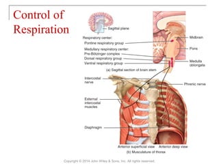 Control of
Respiration
Copyright © 2014 John Wiley & Sons, Inc. All rights reserved.
 