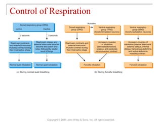 Control of Respiration
Copyright © 2014 John Wiley & Sons, Inc. All rights reserved.
 