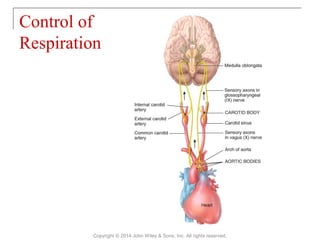 Control of
Respiration
Copyright © 2014 John Wiley & Sons, Inc. All rights reserved.
 