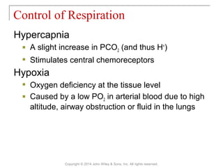 Hypercapnia
 A slight increase in PCO2 (and thus H+
)
 Stimulates central chemoreceptors
Hypoxia
 Oxygen deficiency at the tissue level
 Caused by a low PO2 in arterial blood due to high
altitude, airway obstruction or fluid in the lungs
Control of Respiration
Copyright © 2014 John Wiley & Sons, Inc. All rights reserved.
 