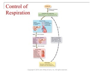 Control of
Respiration
Copyright © 2014 John Wiley & Sons, Inc. All rights reserved.
 