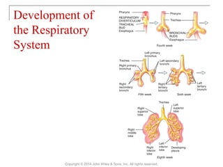 Development of
the Respiratory
System
Copyright © 2014 John Wiley & Sons, Inc. All rights reserved.
 