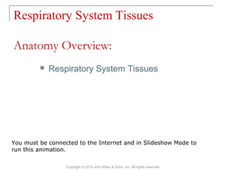 Respiratory System Tissues
Copyright © 2014 John Wiley & Sons, Inc. All rights reserved.
 Respiratory System Tissues
You must be connected to the Internet and in Slideshow Mode to
run this animation.
Anatomy Overview:
 