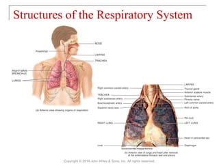 Structures of the Respiratory System
Copyright © 2014 John Wiley & Sons, Inc. All rights reserved.
 