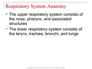  The upper respiratory system consists of
the nose, pharynx, and associated
structures
 The lower respiratory system consists of
the larynx, trachea, bronchi, and lungs
Respiratory System Anatomy
Copyright © 2014 John Wiley & Sons, Inc. All rights reserved.
 