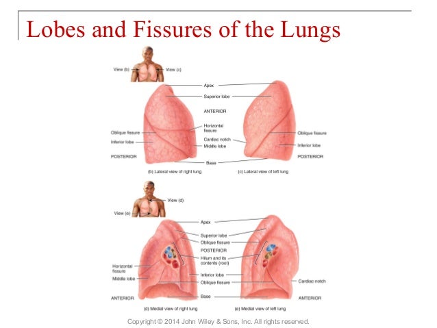 23 [chapter 23 the respiratory system]