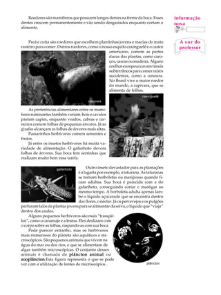 Roedores são mamíferos que possuem longos dentes na frente da boca. Esses          Informação
                                                                                        A U L A
dentes crescem permanentemente e vão sendo desgastados enquanto cortam o               nova
alimento.
                                                                                       23
    Preá e cutia são roedores que escolhem plantinhas jovens e macias do mato           A voz do
rasteiro para comer. Outros roedores, como o nosso esquilo caxinguelê e o castor        professor
                                                 americano, comem as partes
                                                 duras das plantas, como caro-
                                                 ços, cascas ou madeira. Alguns
                                                 coelhos europeus cavam túneis
                                                 subterrâneos para comer raízes
                                                 suculentas, como a cenoura.
                                                 No Brasil vive o maior roedor
                                                 do mundo, a capivara, que se
                                                 alimenta de folhas.
                                                                       caxinguelê
                                       capivara         )

    As preferências alimentares entre os mamí-
feros ruminantes também variam: bois e cavalos
pastam capim, enquanto veados, cabras e car-
neiros comem folhas de pequenas árvores. Já as
girafas alcançam as folhas de árvores mais altas.
    Passarinhos herbívoros comem sementes e
frutos.
    Já entre os insetos herbívoros há muita va-
riedade de alimentação. O gafanhoto devora
folhas de árvores. Sua boca tem serrinhas que
realizam muito bem essa tarefa.

                     gafanhoto        Outro inseto devastador para as plantações
                                 é a lagarta por exemplo, a taturana. As taturanas
                                 se tornam borboletas ou mariposas quando fi-
                                 cam adultas. Sua boca é parecida com a do
                                 gafanhoto, conseguindo cortar e mastigar ao
                                 mesmo tempo. A borboleta adulta apenas lam-
                                 be o líquido açucarado que se encontra dentro
                                 das flores, o néctar. Já os percevejos e os pulgões
perfuram talos de plantas jovens para se alimentar da seiva, o líquido que “viaja”
dentro dos caules.
    Alguns pequenos herbívoros são mais “tranqüi-
los”, como o caramujo e a lesma. Eles deslizam com
o corpo sobre as folhas, raspando-as com sua boca.
    Pode parecer estranho, mas os herbívoros
mais numerosos do planeta são aquáticos e mi-
croscópicos. São pequenos animais que vivem na
água do mar ou dos rios, e que se alimentam de
algas também microscópicas. O conjunto desses
animais é chamado de plâncton animal ou
zooplâncton.Esta figura representa o que se pode
zooplâncton
ver com a utilização de lentes de microscópios .                           plâncton
 