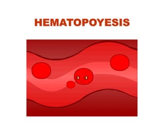 HEMATOPOYESIS
 