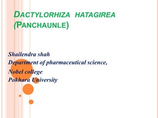 DACTYLORHIZA HATAGIREA
(PANCHAUNLE)
Shailendra shah
Department of pharmaceutical science,
Nobel college
Pokhara University
 