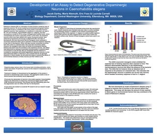 Development of an Assay to Detect Degenerative Dopaminergic
Neurons in Caenorhabditis elegans
Jacob Darley, Maria Niemuth, Eric Foss & Lucinda Carnell
Biology Department, Central Washington University, Ellensburg, WA 98926, USA
Results
Parkinson’s disease (PK) is a disruption of motor function caused by loss of
dopamine neurons. PK can be caused by environmental and genetic factors.
One protein known to contribute to PK is the protein α-synuclein found in
dopamine neurons. Over expression or mutations in α-synuclein can lead to
PK. The soil nematode, Caenorhabditis elegans (C. elegans), has been
developed as a model for PK by using a transgenically modified strain, which
overexpresses the human α-synuclein protein. In this strain, the dopamine
neurons, which have been labeled with a green fluorescent protein, were
observed by fluorescent microscopy to degenerate after nine days of
development. We have discovered that the transgenic strain expresses a
locomotory behavioral defect that is indicative of deficient dopamine signaling
at day three of development. When wild-type (normal) nematodes encounter
their food, which is a bacterial lawn, they slow their locomotory speed.
However, the transgenic strain does not exhibit the prototypical slowing
behavior that stems from the excitation of the dopamine neurons. This defect
was determined by utilizing an automated tracking system to quantify speed
of locomotion on and off food. We can extrapolate that this behavior is
correlated to nematodes that exhibit degenerative dopamine neurons, as this
same behavioral defect is observed in cat-2 mutants that do not generate
dopamine. In future studies, we will utilize this assay to examine the effects of
environmental stressors on these neurons and their relation to PK.
Abstract
Model Organism:
C. elegans is a free-living soil nematode whose three day reproductive
cycle, relative simplicity and invariable body plan make it a prime candidate
for neurobiology research. In addition to the inherent morphological and
physiological traits of the organism, C. elegans is a widely studied organism,
whose entire genome has been mapped and for which many mutant and
transgenic strains exist. Several of these transgenic strains were used in our
research.
Experimental Design
We have developed an model of Parkinson’s disease using C.
elegans to examine loss of function of the neurons before they
degenerate. This assay will decrease the amount of time required
to detect genes or environmental factors that may contribute to the
onset of Parkinson’s disease.
Conclusion
To Dr. Lucinda Carnell and Eric Foss of the Biology Department for their
excellent guidance and mentorship. To the STEP program (NSF Grant DUE-
0653094) for financial support.
Acknowledgments
Figure 2 depicts the anatomy of the nematode C. elegans.
Introduction
The UA44 α-synuclein transgenic strain exhibited the
expected lack of slowing response when exposed to food. This
behavior demonstrates deficiency in the dopaminergic
mechanosensory neurons that detect the presence of the bacterial
lawn. The UA44 did not however show an absolute lack of
response to the presence of a bacterial lawn. This indicates that
the dopaminergic neurons in question are not the only neurons
which mediate locomotory response to food in C. elegans.
Procedure:
Strains:
Three worm strains were used in this research project. N2 (wild type)
strain which served as an assay control. BY250 which expresses a green
fluorescent protein (GFP) to serve as an experimental control. UA44 which is
essentially the transgenic strain BY250 which also contains the human α-
synuclein protein in the dopamine neurons.
Behavioral Assay:
Eggs were collected at hour zero and transferred to maintenance plates
and incubated for 72 hours. Plates were poured at hour 24 with nematode
growth media (NGM). At hour 48 three of the assay plates were seeded with
OP-50 bacterial broth and the bacteria was spread into an even lawn. At hour
72 the experiment was performed.
Each plate had three paper corrals placed on the surface of the agar.
CuCl2 was added to the borders of the corrals. The CuCl2 acts as a chemical
repellant ensuring that the organisms do not depart from the corals.
Tracking and Analysis:
Animal were video taped for 15 seconds at 10 minutes and one hour. The
camera used to capture the videos was mounted to a zoom system with 6x
magnification. The speeds were determined using an automated tracking
system running on a program “Wormtracker” written using Matlab®.
0
50
100
150
200
250
300
10 Min Food
10 Min No Food
60 Min Food
60 Min No Food
•Dopamine plays various roles in the human brain including motivation, motor
control and reward. Of particular concern to this research is dopamine’s role in
motor control.
•Parkinson’s disease is characterized by the aggregation of the protein α-
synuclein in dopaminergic motor neurons. This aggregation leads to loss of
neural function and eventually neural degeneration
•Previously the deeneration of neurons in the model organism Caenorhabditis
elegans was determined via observing a fluorescent tagged protein (GFP)
under fluorescent microscopy. This process was time demanding, given that
the degeneration was not visible until day 9 of development.
•A new assay was needed to accelerate PK research and our research sought
to fill that need.
Figure 4 demonstrates the results of the experiment. The UA44 (α-syn) strain demonstrates
significantly faster velocity when exposed to food than both the BY250 and N2 strains. The t-
value for 10 Min BY250 vs. 10 Min UA44 is 0.447. The t-value for 60 Min BY250 vs. 60 Min UA44
is 0.594. Both P-values far lower than the critical value of 2.57 and as such the data is
statistically significant.
Figure 3 Visualization of dopamine neurons in C elegans.
There are eight dopamine neurons in C. elegans. The neurons are visualized
using a transgenic strain, BY250, which expresses the green fluorescent protein
in these neurons. The cell bodies and axons of the four CEP neurons located in
the anterior (head) of the animal are shown.
Figure 1 depicts the dopamine signaling pathways in the human brain.
*
*
*
*
*
*
BY250 UA44 N2
Velocity(μm/S)
Strain
 