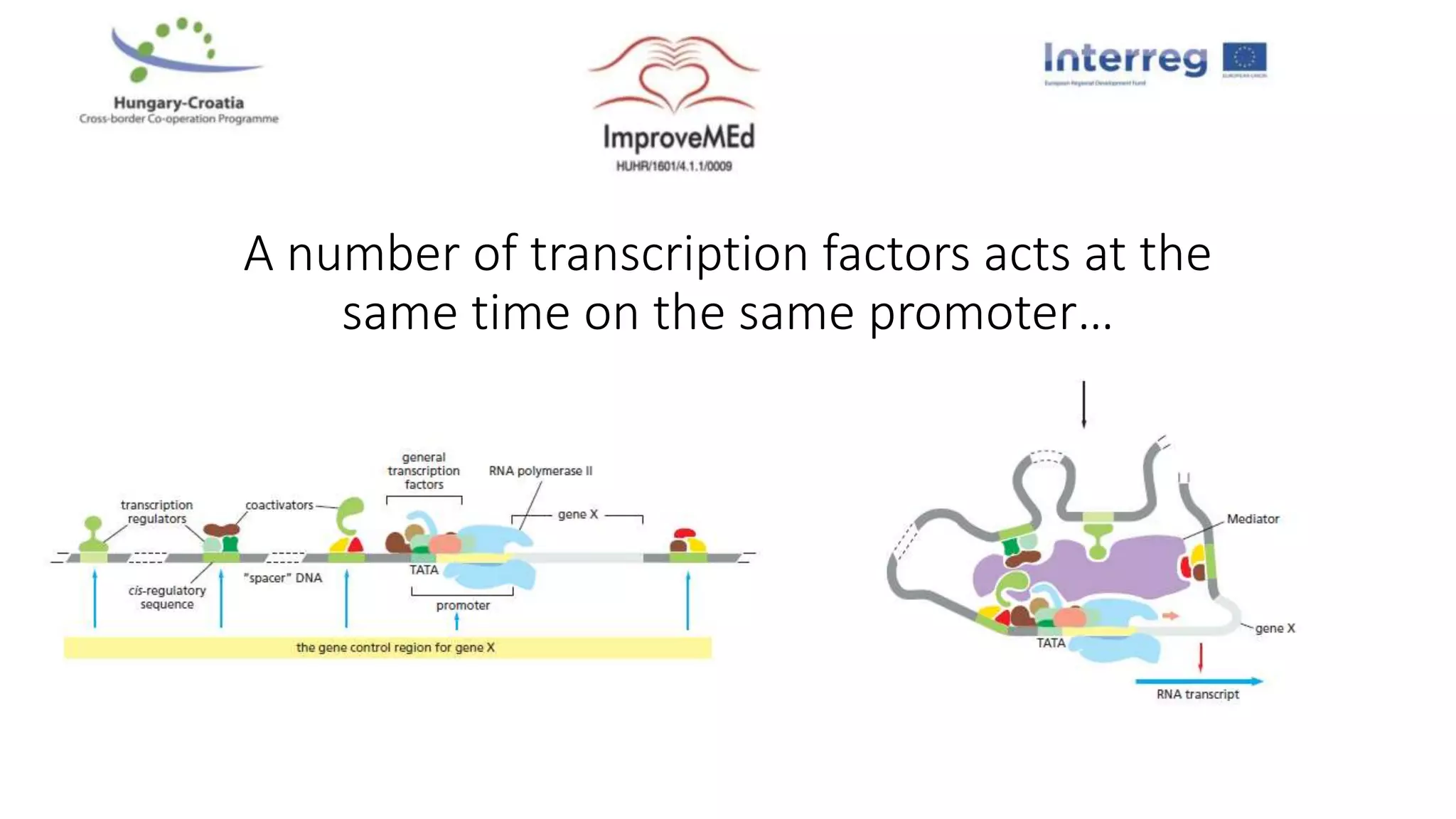 A number of transcription factors acts at the
same time on the same promoter…
 