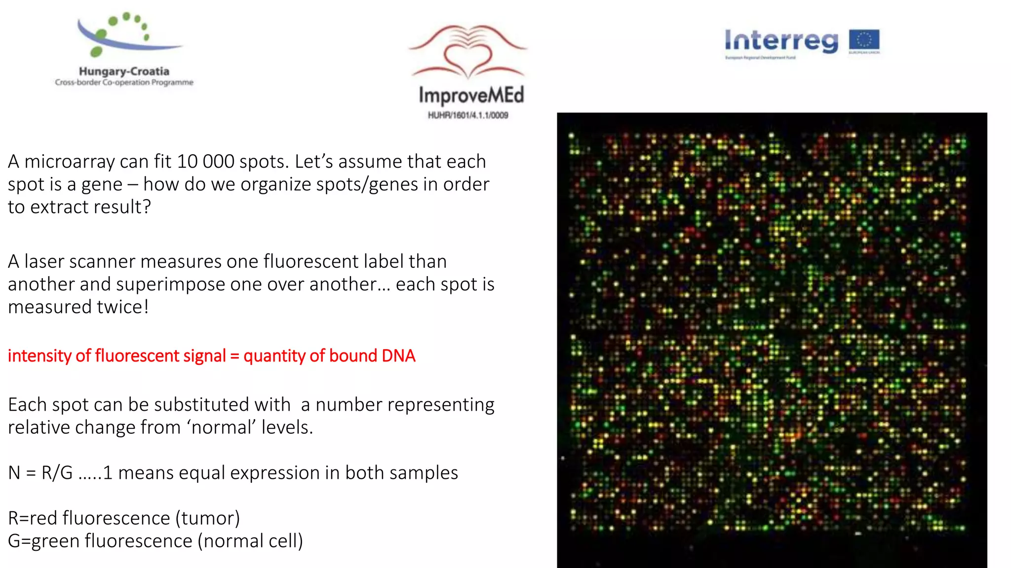 A microarray can fit 10 000 spots. Let’s assume that each
spot is a gene – how do we organize spots/genes in order
to extract result?
A laser scanner measures one fluorescent label than
another and superimpose one over another… each spot is
measured twice!
intensity of fluorescent signal = quantity of bound DNA
Each spot can be substituted with a number representing
relative change from ‘normal’ levels.
N = R/G …..1 means equal expression in both samples
R=red fluorescence (tumor)
G=green fluorescence (normal cell)
 