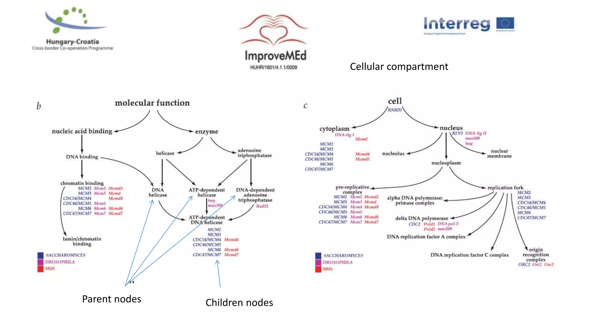 Cellular compartment
Parent nodes Children nodes
 