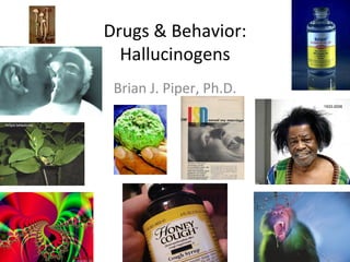 Drugs & Behavior:
  Hallucinogens
 Brian J. Piper, Ph.D.
                         1933-2006
 