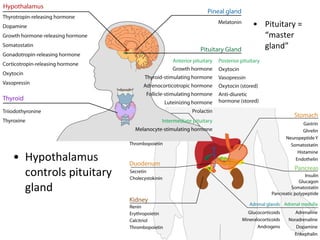 • Hypothalamus
controls pituitary
gland
• Pituitary =
“master
gland”
 
