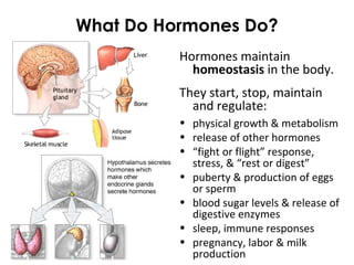 What Do Hormones Do?
Hormones maintain
homeostasis in the body.
They start, stop, maintain
and regulate:
• physical growth & metabolism
• release of other hormones
• “fight or flight” response,
stress, & “rest or digest”
• puberty & production of eggs
or sperm
• blood sugar levels & release of
digestive enzymes
• sleep, immune responses
• pregnancy, labor & milk
production
 