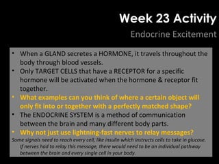 Week 23 Activity
Endocrine Excitement
1. Do NOT look at your puzzle piece until instructed.
2. Spread evenly throughout the room, then freeze.
3. Now check your puzzle piece to discover your role:
• RECEPTORs must stay frozen in place.
• HORMONEs may move about the room to find
their match.
4. Once a match is made, you must perform the action
written on the connected puzzle pieces.
• When a GLAND secretes a HORMONE, it travels throughout the
body through blood vessels.
• Only TARGET CELLS that have a RECEPTOR for a specific
hormone will be activated when the hormone & receptor fit
together.
• What examples can you think of where a certain object will
only fit into or together with a perfectly matched shape?
• The ENDOCRINE SYSTEM is a method of communication
between the brain and many different body parts.
• Why not just use lightning-fast nerves to relay messages?
Some signals need to reach every cell, like insulin which instructs cells to take in glucose.
If nerves had to relay this message, there would need to be an individual pathway
between the brain and every single cell in your body.
 