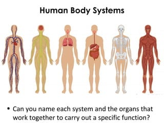 Human Body Systems
• Can you name each system and the organs that
work together to carry out a specific function?
 