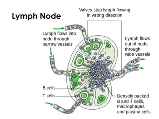 Lymph Node
 