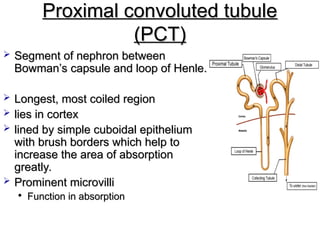 Pct Cd Function Detailed Microscopic Anatomy and Clinical Insights of the Kidney and ...
