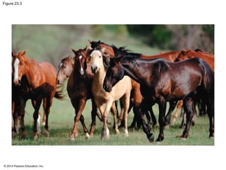 Figure 23.3 
© 2014 Pearson Education, Inc. 
 