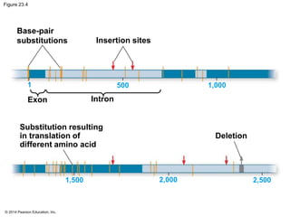 Figure 23.4 
Base-pair 
substitutions Insertion sites 
1 500 1,000 
Exon Intron 
© 2014 Pearson Education, Inc. 
Deletion 
Substitution resulting 
in translation of 
different amino acid 
1,500 2,000 2,500 
 