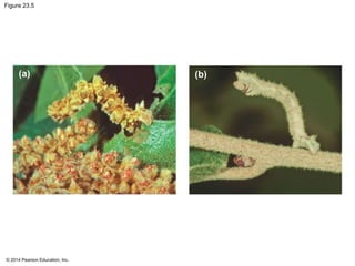 Figure 23.5 
(a) (b) 
© 2014 Pearson Education, Inc. 
 
