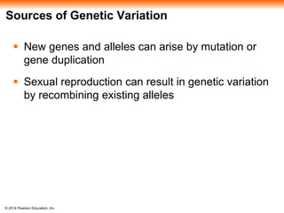 Sources of Genetic Variation 
 New genes and alleles can arise by mutation or 
gene duplication 
 Sexual reproduction can result in genetic variation 
by recombining existing alleles 
© 2014 Pearson Education, Inc. 
 