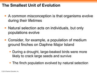 The Smallest Unit of Evolution 
 A common misconception is that organisms evolve 
during their lifetimes 
 Natural selection acts on individuals, but only 
populations evolve 
 Consider, for example, a population of medium 
ground finches on Daphne Major Island 
 During a drought, large-beaked birds were more 
likely to crack large seeds and survive 
 The finch population evolved by natural selection 
© 2014 Pearson Education, Inc. 
 