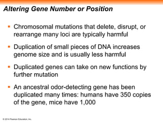 Altering Gene Number or Position 
 Chromosomal mutations that delete, disrupt, or 
rearrange many loci are typically harmful 
 Duplication of small pieces of DNA increases 
genome size and is usually less harmful 
 Duplicated genes can take on new functions by 
further mutation 
 An ancestral odor-detecting gene has been 
duplicated many times: humans have 350 copies 
of the gene, mice have 1,000 
© 2014 Pearson Education, Inc. 
 