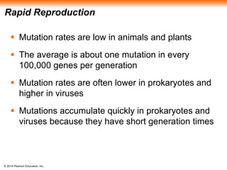 Rapid Reproduction 
 Mutation rates are low in animals and plants 
 The average is about one mutation in every 
100,000 genes per generation 
 Mutation rates are often lower in prokaryotes and 
higher in viruses 
 Mutations accumulate quickly in prokaryotes and 
viruses because they have short generation times 
© 2014 Pearson Education, Inc. 
 
