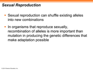 Sexual Reproduction 
 Sexual reproduction can shuffle existing alleles 
into new combinations 
 In organisms that reproduce sexually, 
recombination of alleles is more important than 
mutation in producing the genetic differences that 
make adaptation possible 
© 2014 Pearson Education, Inc. 
 