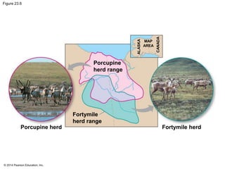Figure 23.6 
Porcupine herd 
© 2014 Pearson Education, Inc. 
Porcupine 
herd range 
Fortymile 
herd range 
Fortymile herd 
ALASKA 
CANADA 
MAP 
AREA 
 