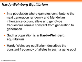 Hardy-Weinberg Equilibrium 
 In a population where gametes contribute to the 
next generation randomly and Mendelian 
inheritance occurs, allele and genotype 
frequencies remain constant from generation to 
generation 
 Such a population is in Hardy-Weinberg 
equilibrium 
 Hardy-Weinberg equilibrium describes the 
constant frequency of alleles in such a gene pool 
© 2014 Pearson Education, Inc. 
 