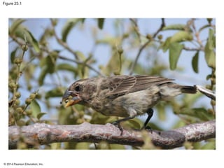 Figure 23.1 
© 2014 Pearson Education, Inc. 
 